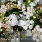 Flower_2008-09-01_IMG_1676