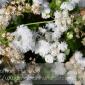 Flower_2008-09-01_IMG_1677