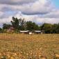 Pumpkin patch at the Afton Apple Orchard