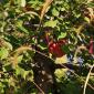Apples at the Afton Apple Orchard