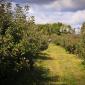 A row of apple trees at the Afton Apple Orchard