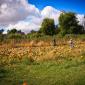 Pumpkins at the Afton Apple Orchard