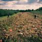 Looking down the row of pumpkins at the Afton Apple Orchard