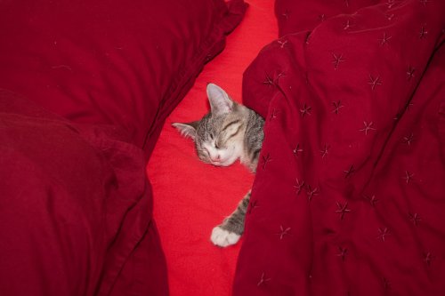 Sasha snuggled up in bed.