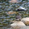 A duck sits on a rock in Georgetown Lake in Georgetown, CO