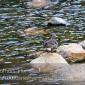 A duck sits on a rock in Georgetown Lake in Georgetown, CO
