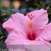 A flower on the Pearl Street Mall in Boulder, CO