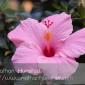 A flower on the Pearl Street Mall in Boulder, CO