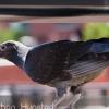 A pigeon on the bridge over Clear Creek in Golden, CO