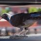 A pigeon on the bridge over Clear Creek in Golden, CO