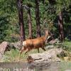 A mule deer walks by on Lookout Mountain