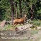 A mule deer walks by on Lookout Mountain