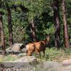A mule deer walks by on Lookout Mountain