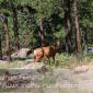 A mule deer walks by on Lookout Mountain