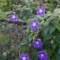 Purple flowers next door.