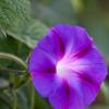 Closeup of a purple flower.