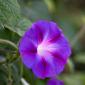 Closeup of a purple flower.