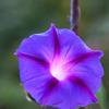Closeup of a purple flower.