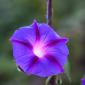 Closeup of a purple flower.