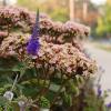Flowers line a sidewalk in Southeast Minneapolis.