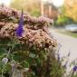 Flowers line a sidewalk in Southeast Minneapolis.