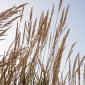 Stalks of grass against the sky.
