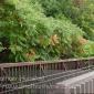 The first signs of fall color along the Mississippi River.