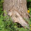 A gnarled tree trunk near the Mississippi River.