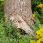 A gnarled tree trunk near the Mississippi River.