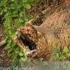 A gnarled tree trunk near the Mississippi River.