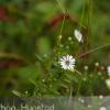Closeup of flowers.