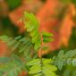 Leaves against a red background.