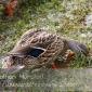 A duck on the National Mall