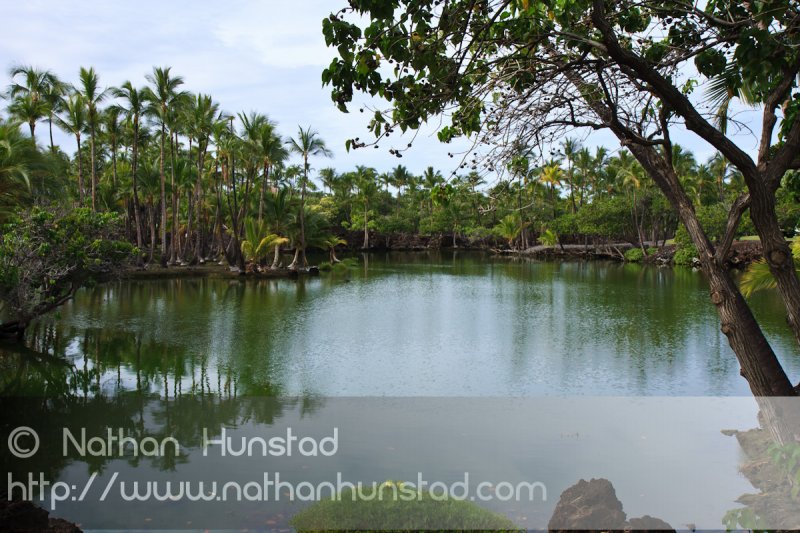 Another fish pond