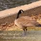 A goose eating grass between Lake Calhoun and Lake of the Isles.