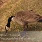 A goose eating grass between Lake Calhoun and Lake of the Isles.