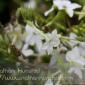 Flower_2008-10-05_IMG_2206