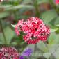 Flower_2008-10-05_IMG_2211
