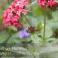 Flower_2008-10-05_IMG_2212