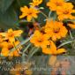 Flower_2008-10-05_IMG_2213