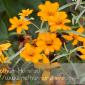 Flower_2008-10-05_IMG_2214