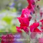 Flower_2008-10-05_IMG_2215