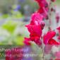 Flower_2008-10-05_IMG_2216