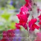 Flower_2008-10-05_IMG_2217