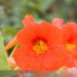 Flower_2008-10-05_IMG_2219
