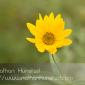 Flower_2008-09-27_IMG_2133