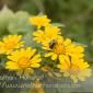 Flower_2008-09-27_IMG_2152