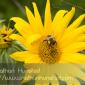 Flower_2008-09-27_IMG_2157