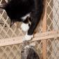 ???? and ???? fighting over the gate