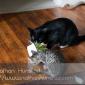 ???? and ???? love their cat grass for some reason